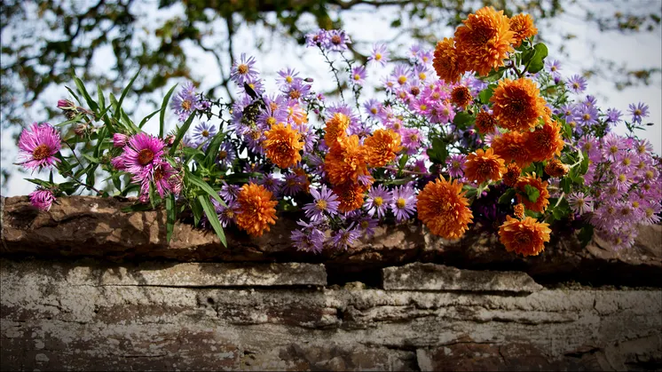 Höstblommor som astrar och margeriter i lila och orange färg som ligger uppe på en gammal stenmur på Sofiero