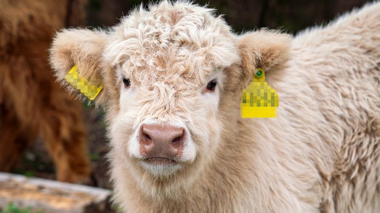 Kälbchen Moritz wurde unter einer Hochspannungsleitung im Landkreis Bayreuth geboren. Als jüngster Trassenpfleger hilft er nach vier Wochen schon Mutter Liselotte und Vater Magnus.