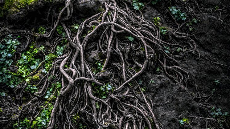 The nightside of nature