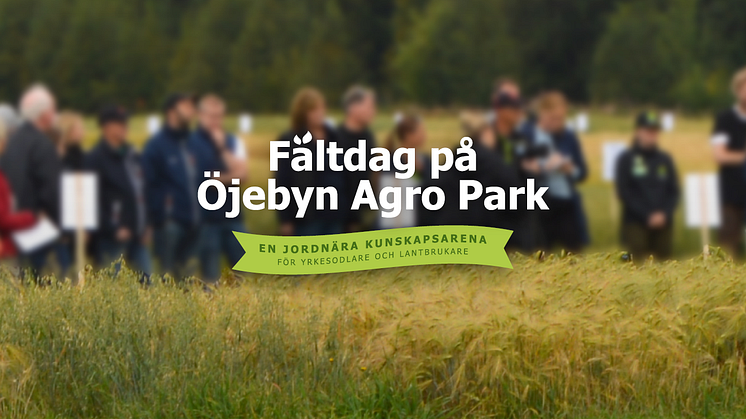 Fältdag på Öjebyn Agro Park är en jordnära kunskapsarena för yrkesodlare och jordbrukare som vill ta del av utvecklingen inom nordligt klimatanpassad trädgårds- och växtodling. 