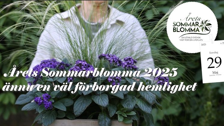 Årets Sommarblomma avslöjas torsdagen den 29 maj kl. 9.00