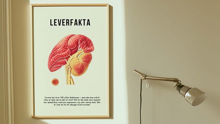 Levern - ett av kroppens viktigaste organ