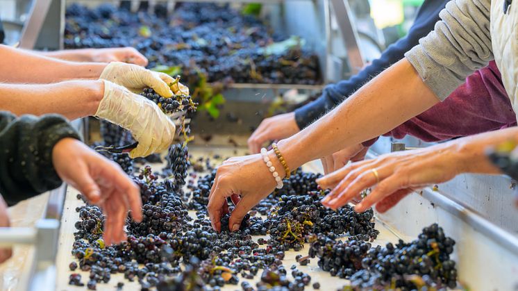 Domaine des Comtes Lafon på Systembolaget!