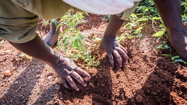 Återplantera skog för biologisk mångfald