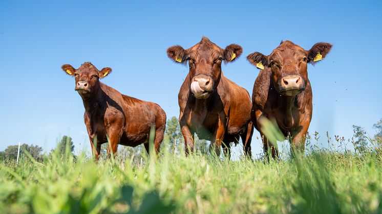 Auf der Suche nach Leckerbissen: Die Angus-Rinder auf der Ökokontofläche wählen die besten Gräser und Kräuter aus und sorgen dadurch auf der Fläche für Strukturreichtum. 