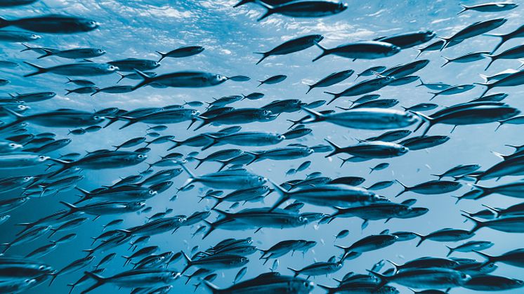 RS13045_Fischgewiss_Natur_i-z_Web (1).jpg