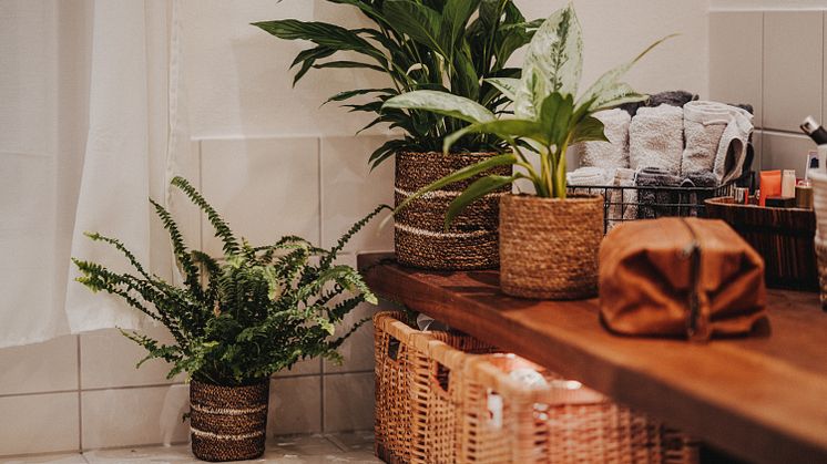 Geeignete Pflanzen für das Badezimmer wählen. Die passende Blumenerde für Badezimmerpflanzen verwenden.