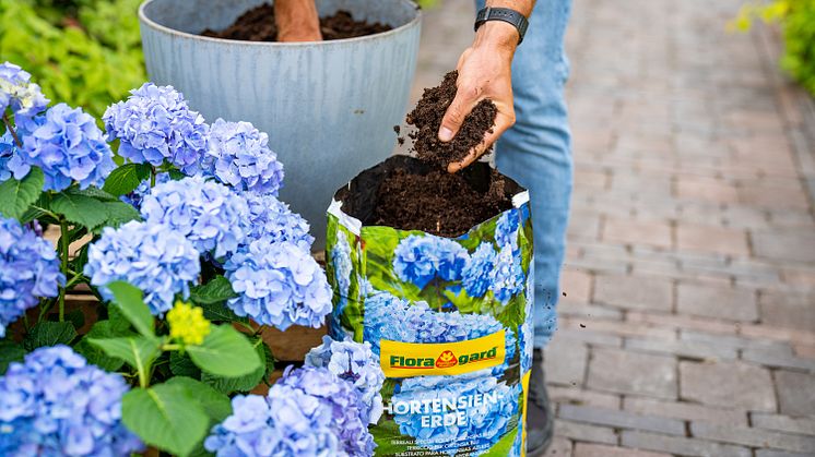 Floragard bietet Hortensienerde speziell für blaue oder rosafarbene Hortensien.