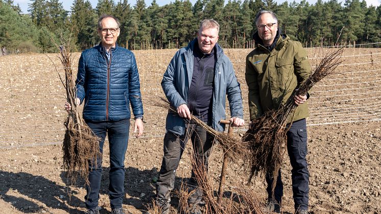Baum-Pflanz-Aktion als ökologischer Ausgleich für den Kabelneubau in Bachl: Peter Hilburger, Leiter Genehmigungsmanagement (Bayernwerk Netz), Andreas Meister (Flächeneigentümer) und Dominik Himmler (Geschäftsführer BKLS, v.l.)