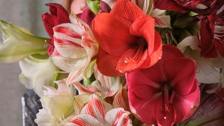 Upptäck amaryllisens stora variation av olika sorter, färger och blommor med olika teckningar. Foto: Ibulb/Blomsterfrämjandet