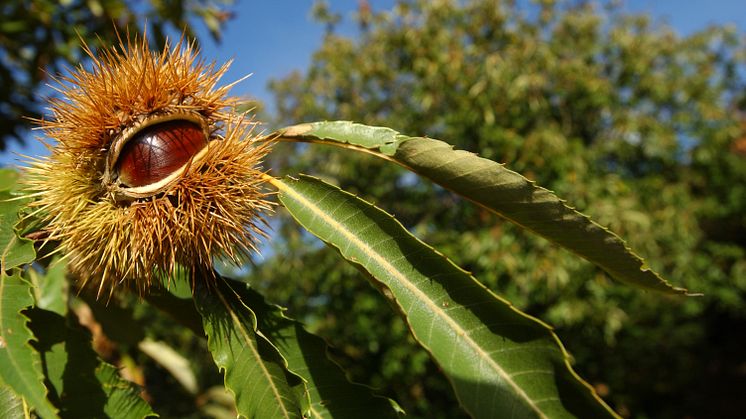 Castagne-© Ti Press - Francesca Agosta.jpg