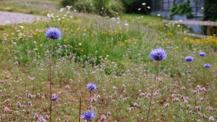 Ängar är värdefulla ekosystem som berikar landskapet och erbjuder livsutrymme för växter, insekter, svampar och andra djur.