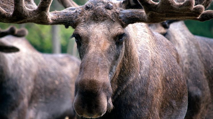 I Sverige övervakas den genetiska mångfalden hos älg med hjälp av nya DNA-baserade indikatorer. Foto: Flora M.C./Mostphotos.