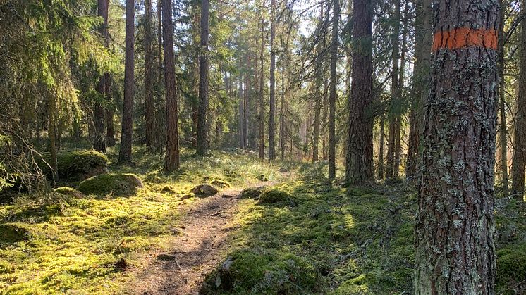 Upptäck vandring och natur på Bruksledens dag