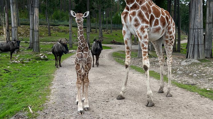 Giraffunge född på Kolmården