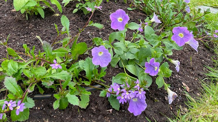 Sommarblommor i Stadsträdgården i Karlstad