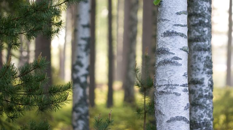 Licensjakt efter sex vargar i Värmlands län
