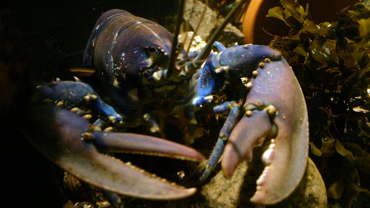 © RJHavetsHus  hel Hummer .jpg