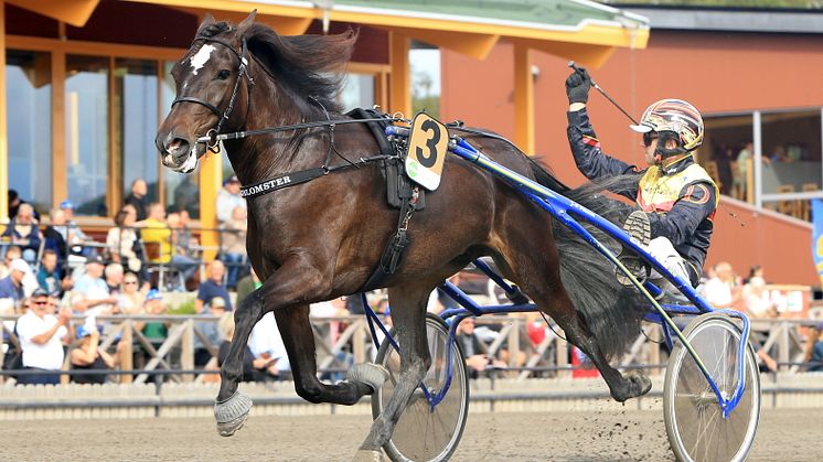 Majblomster går ut som enda sto i Elitkampen och lottades till spår ett. Foto: TR Bild