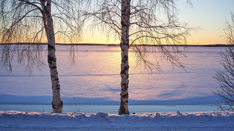 Sigholm etablerar kontor i Luleå
