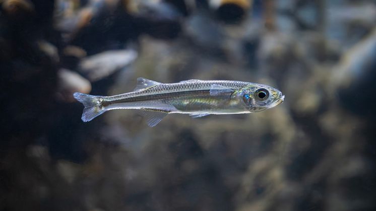 Prästfisk foto Roger Jansson.jpg