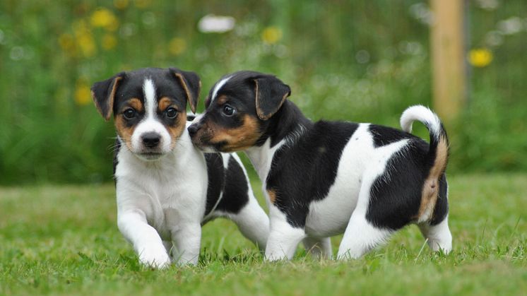 Valpar av hundrasen dansk-svensk gårdshund. Foto: Jessica Björling Brännlund