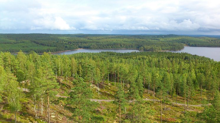 Kraftig prisnedgång på skogsmark - i hela Sverige