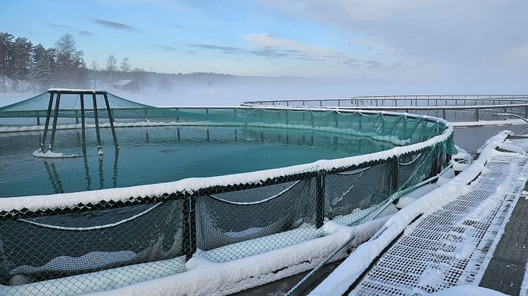 Nordic Trout Sverige, Töckfors fiskodling i sjön Foxen, Värmlands län.