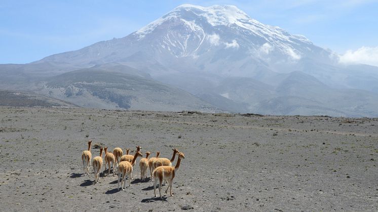  Blick auf den Chimborazo in Ecuador. (Foto: Prof. Dr. Leif Mönter)