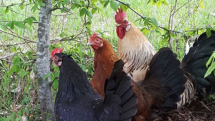 Åsbohöns