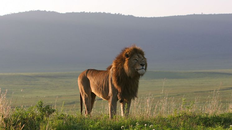Lejonhane vid Ngorongoro-kratern i Tanzania. Foto: Ingela Jansson