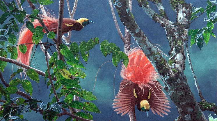Illustration av raggiparadisfågel (Paradisaea raggiana) som lever på Papua Nya Guinea. Illustration Szabolcs Kokay