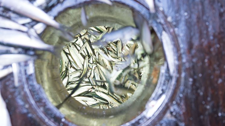 RS3585_MSC_Heringfischerei_c_LenaGanssmann-2554.jpg