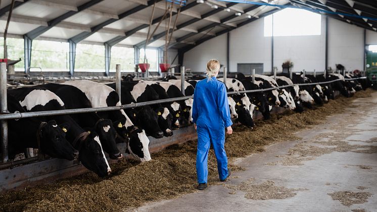Statistiken i Afa Försäkrings nya rapport visar att djuruppfödare och djurskötare har högst risk att drabbas av ett allvarligt arbetsolycksfall. Bland kvinnor är det vanligast att drabbas av en djurolycka. Det kan vara att exempelvis bli klämd av en 