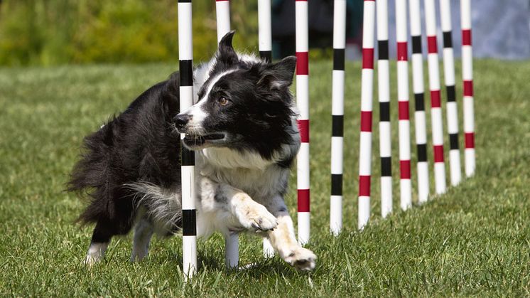 Elmia Hund - Hundsport & Hund i tjänst 2025