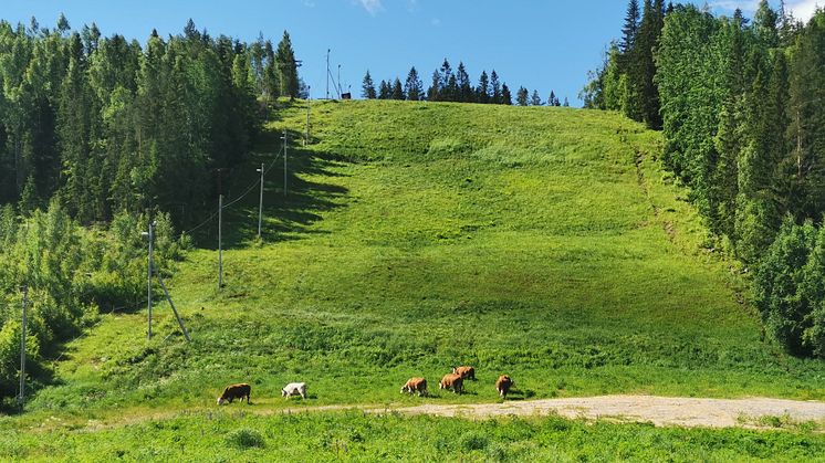 Betande kossor i Gårdtjärnsberget, Edsbybacken