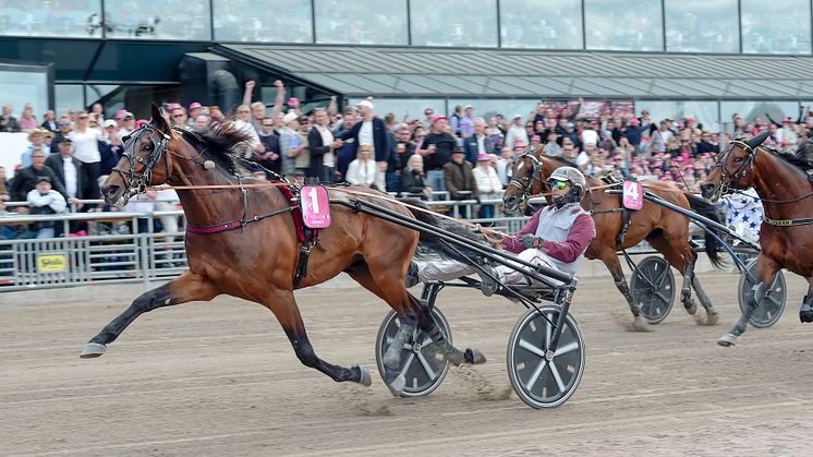 Hohneck blir den tolfte hästen att bjudas in till världens största sprinterlopp. Foto: TR Bild