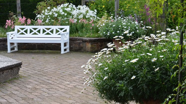 Sofieromargeriten - en blommande och kunglig historia