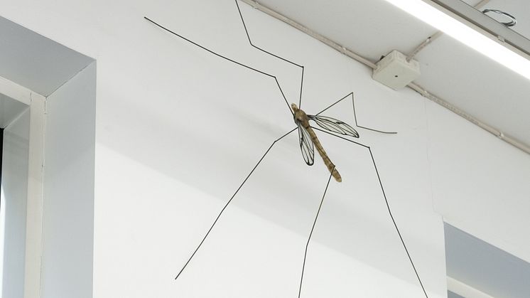 Ksenia Pedan, Untitled (crane fly), 2024. Detalj. Courtesy: konstnären och Issues, Stockholm