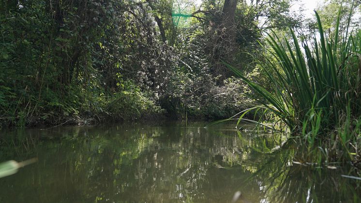 Klimaanpassung durch mehr Resilienz: Die Lechaue soll gezielt mit Wasser versorgt und weiter ökologisch gestärkt werden wie hier am Branntweinbach bei Gersthofen. Messsensoren liefern Daten für eine wissenschaftliche Bewertung. (Foto LEW/Timian Hopf)
