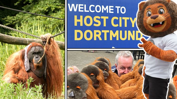 Orang-Utan-Orakel Walter aus dem Dortmunder Zoo tritt gegen 21-Maskottchen KIM an.