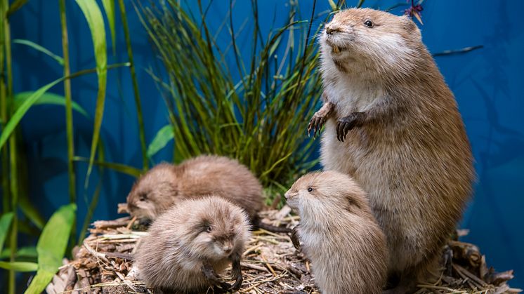 Die Tierwelt Brandenburgs im Naturkundemuseum entdecken