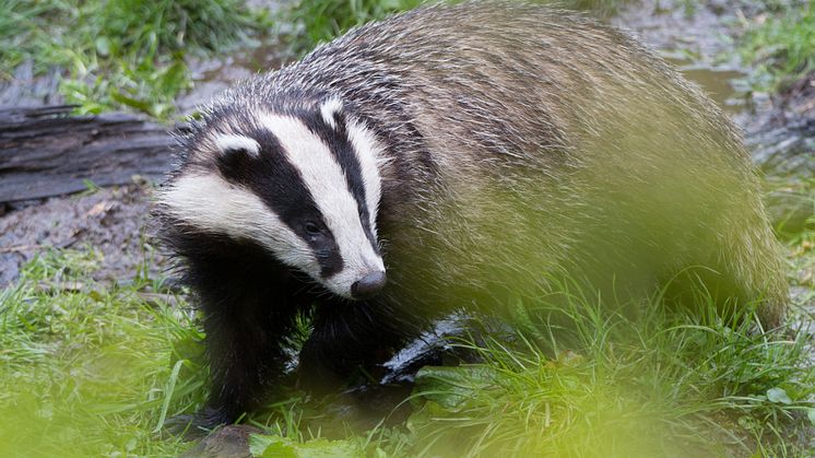 Foto: Tim Hofmeester/SLU. Nu sker en översyn av jakttiderna och forskarna vill ha hjälp med observationer av jägare och allmänhet. På bilden ses en grävling. 