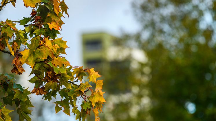 _DSC6914 crop.jpg
