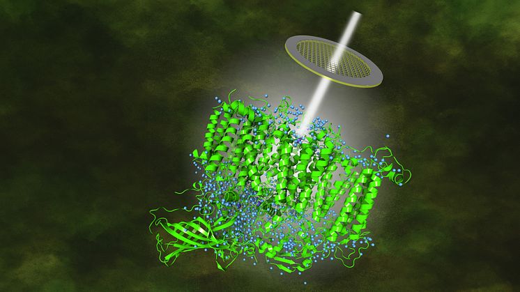 Stilistisk bild över hur en elektronstråle från kryo-mikroskopet träffas av frysta PSII-partiklar varvid en reflektion bildas som möjliggör rekonstruktion av hur atomerna sitter. Illustration: Wolfgang Schröder