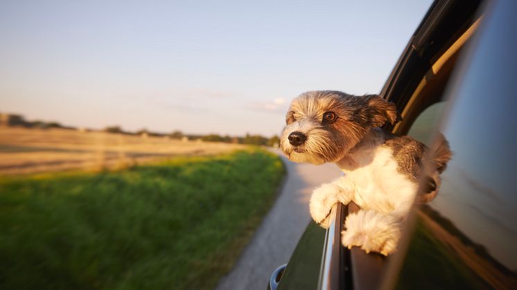 iStock-1629082102 (kopia).jpg