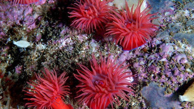 Sjøanemone 'Actinia equina' (Foto: Erling Svensen)