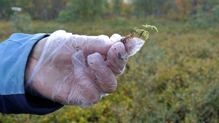 Etasjemoseplante fra Korpfjell 9. Prøvene skulle analyseres for metaller og det ble derfor brukt plasthansker. Foto: Lars-Ola Nilsson, NIBIO Svanhovd.