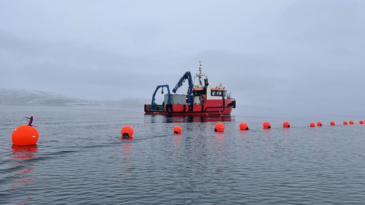 Oppdrett av sukkertare på Akvaplan-niva's FoU-lokalitet utenfor Tromsø (Foto: Sanna Matsson/Møreforsking). 