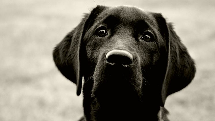 Molly är det vanligaste hundnamnet, flest hundar finns i Skåne och labrador retriever är den vanligaste hundrasen - det framgår av 2024  års statistik från hundregistret. Bild: Petra Winroth, Mostphotos.